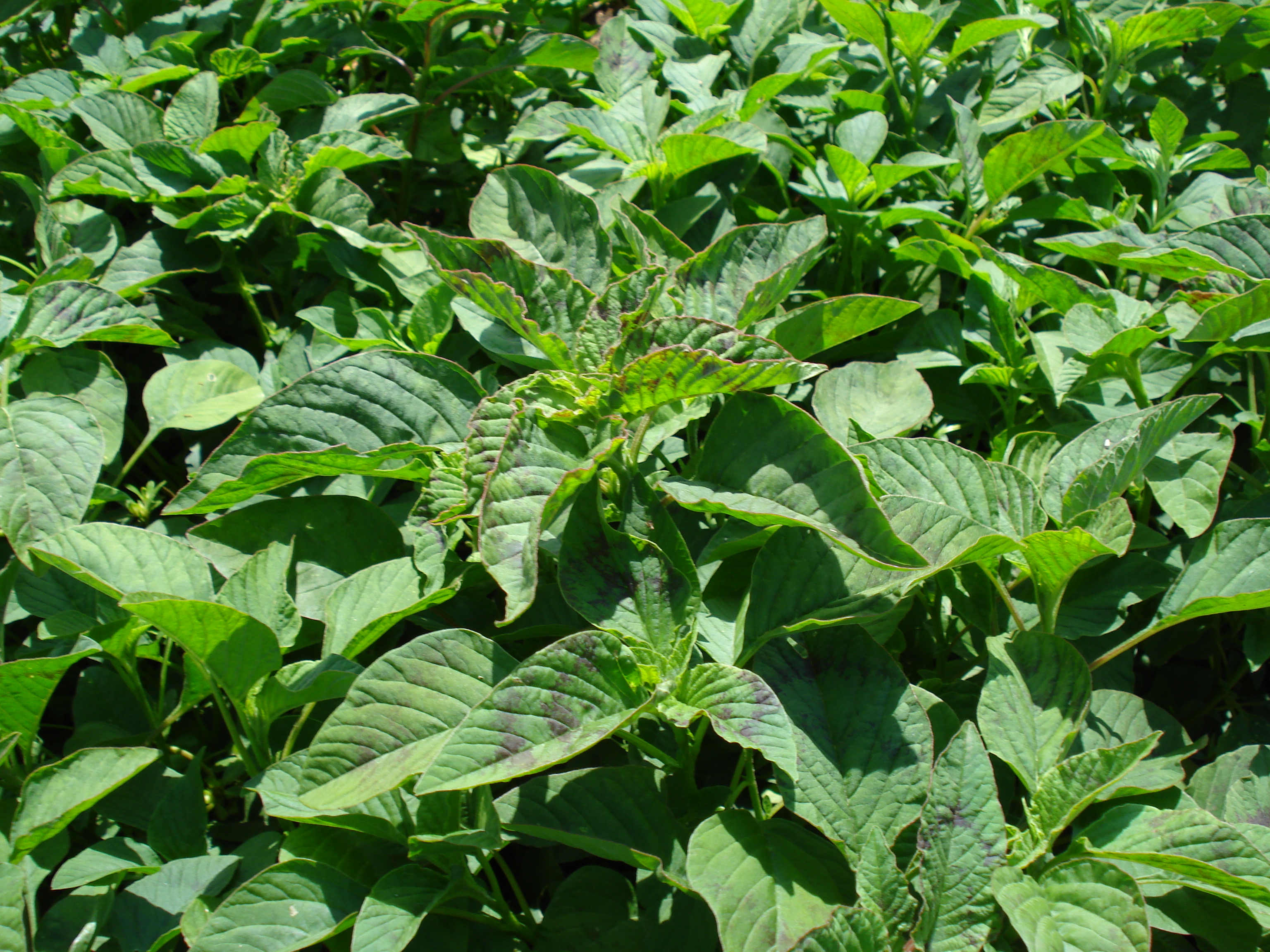 Plant Details Quelite Regular