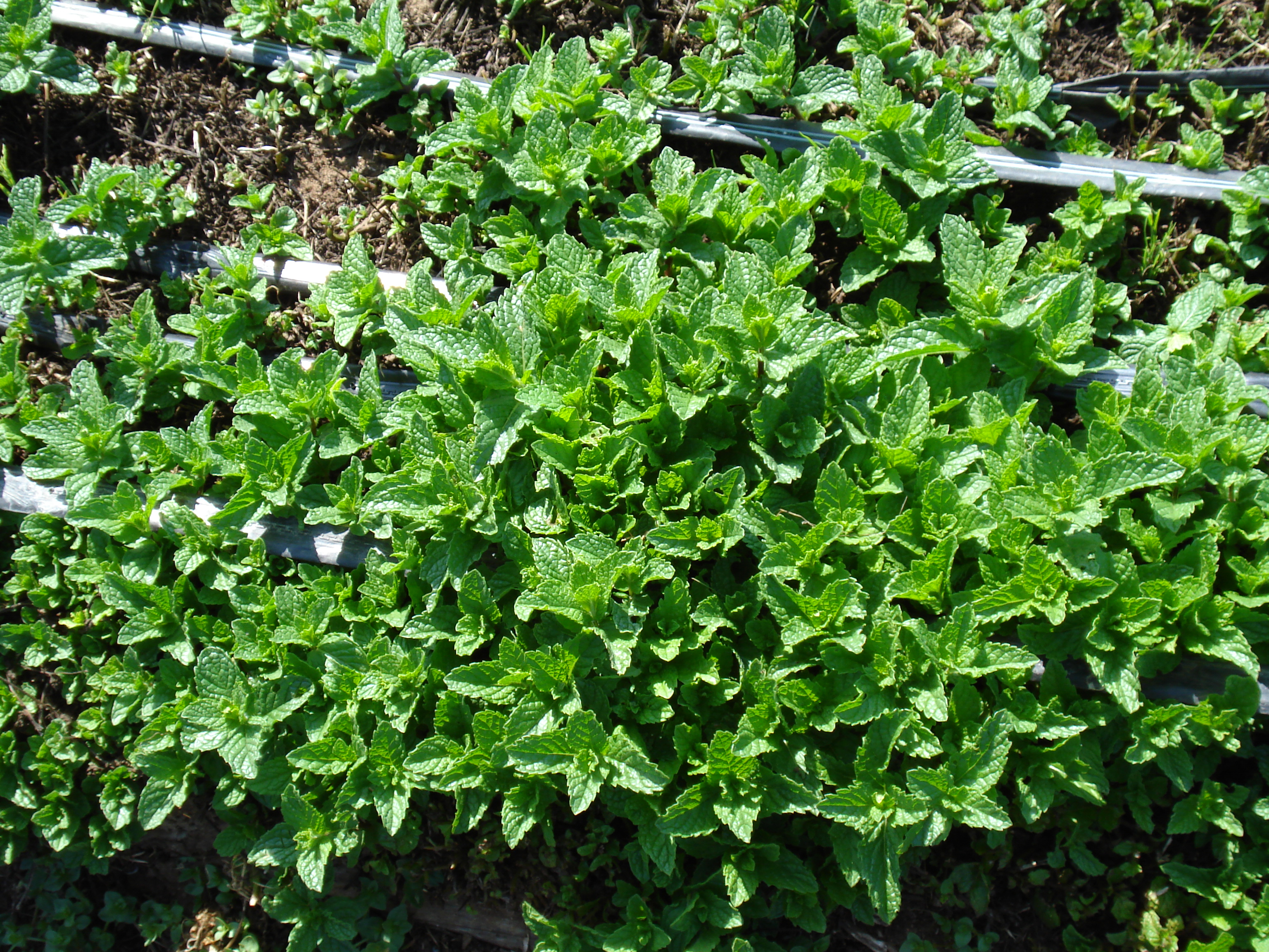 Plant Details Yerba Buena