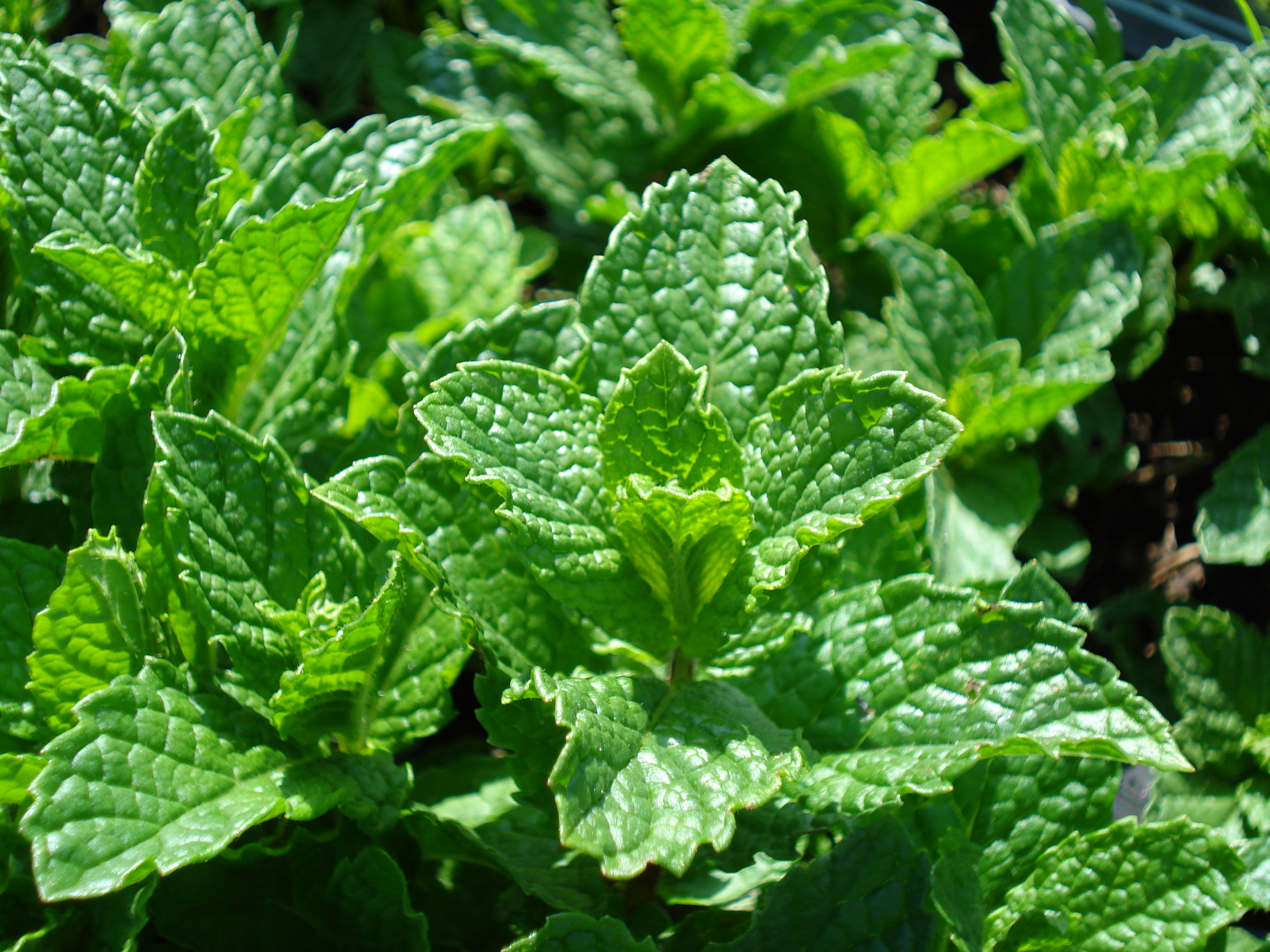 Plant Details Yerba Buena