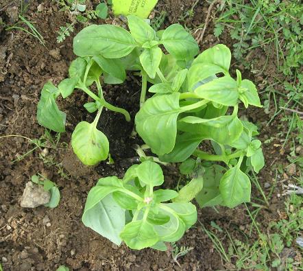 Plant Details Albahaca Basil